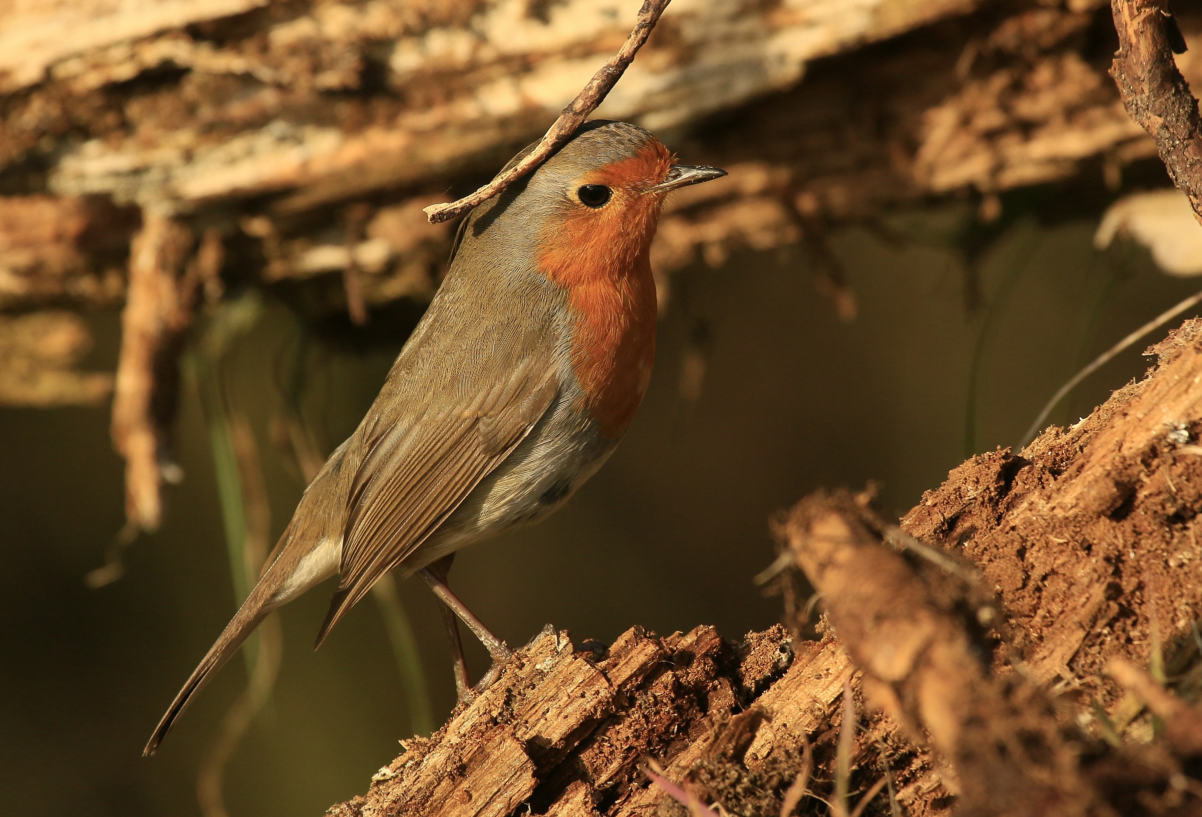 Robin 2015: I have something on the head