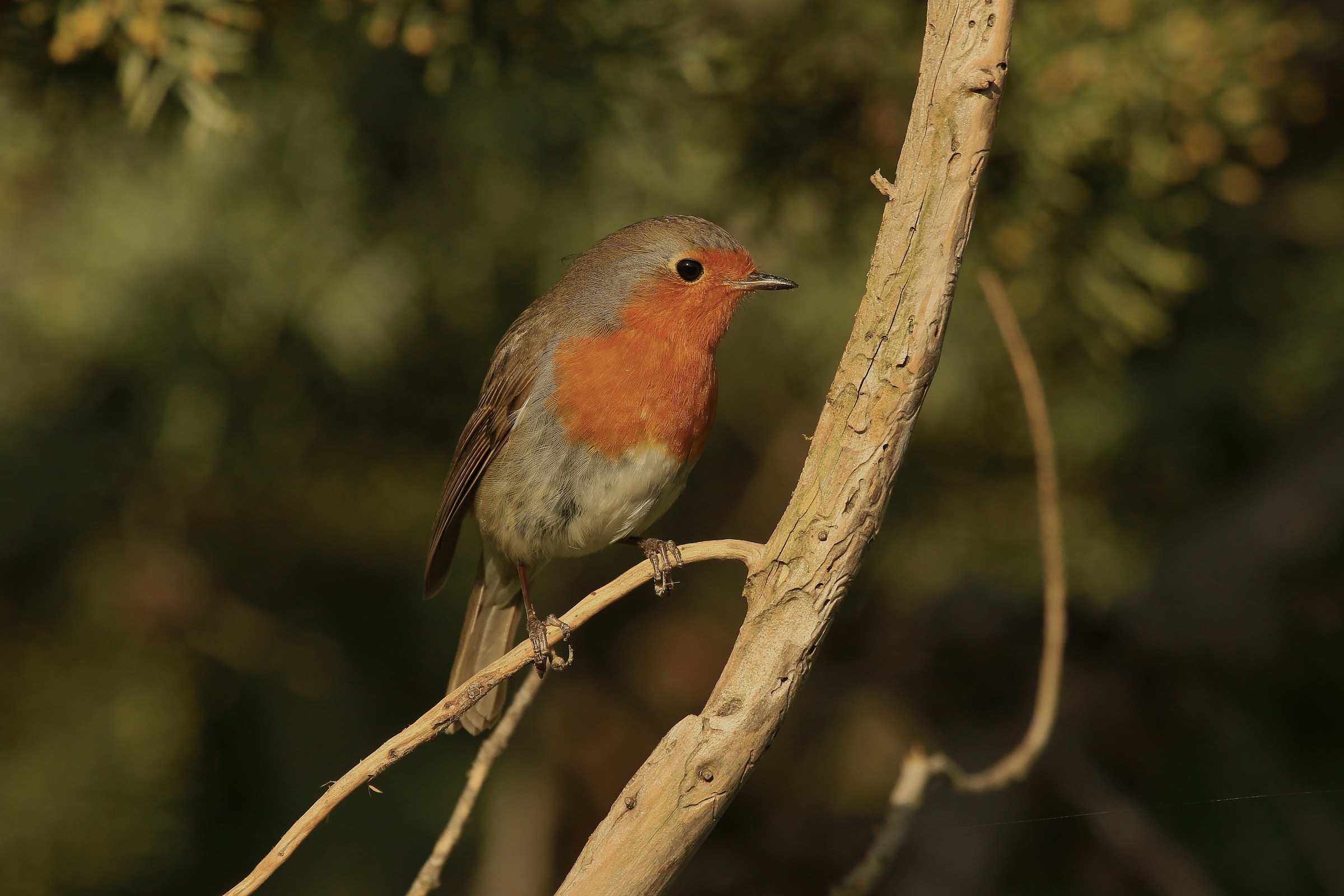 Robin 2015: territorial, put away all