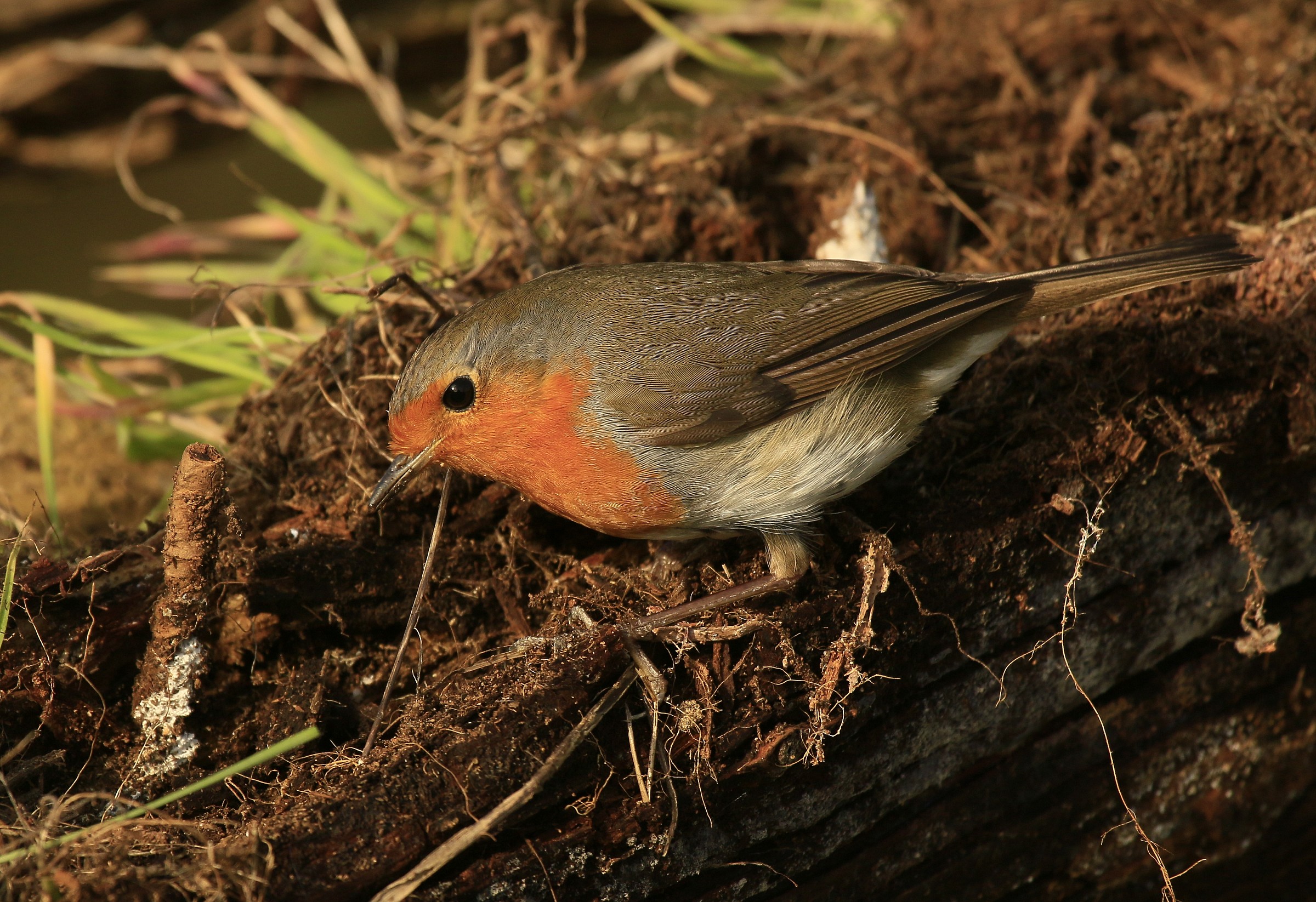 Robin 2015: Sun and shed reflected in the eye