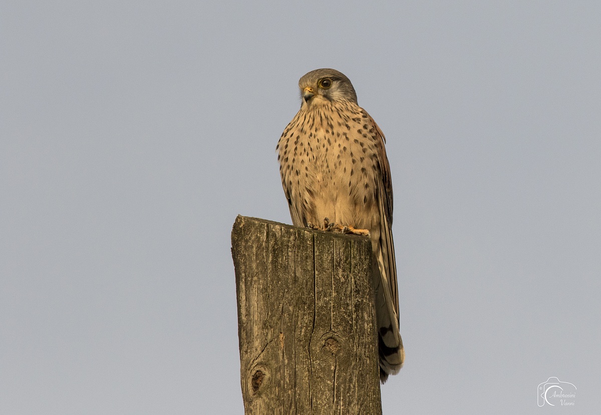 Kestrel