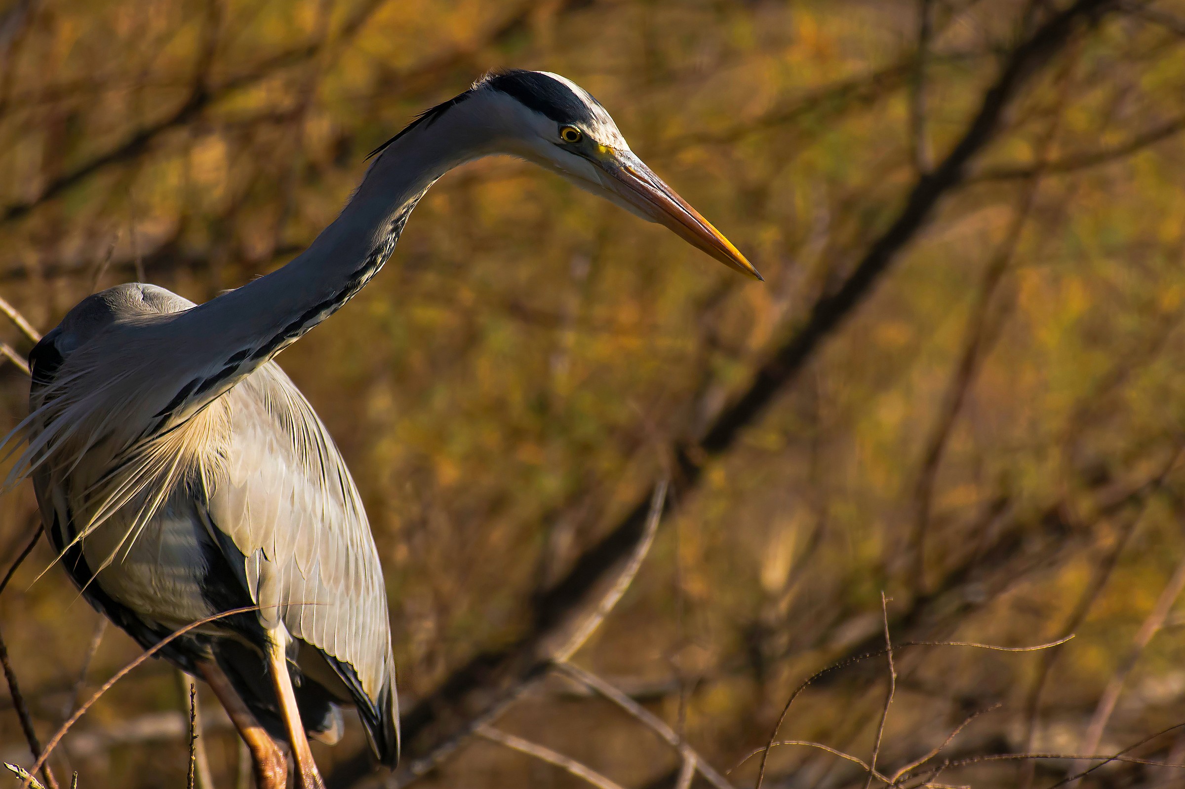 Grey Heron