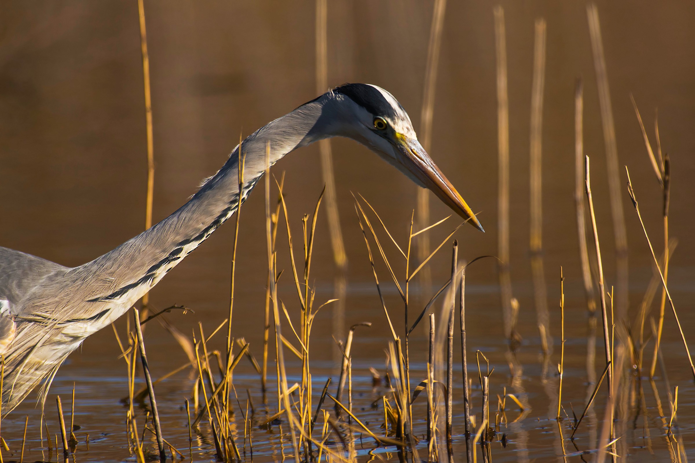 Grey Heron