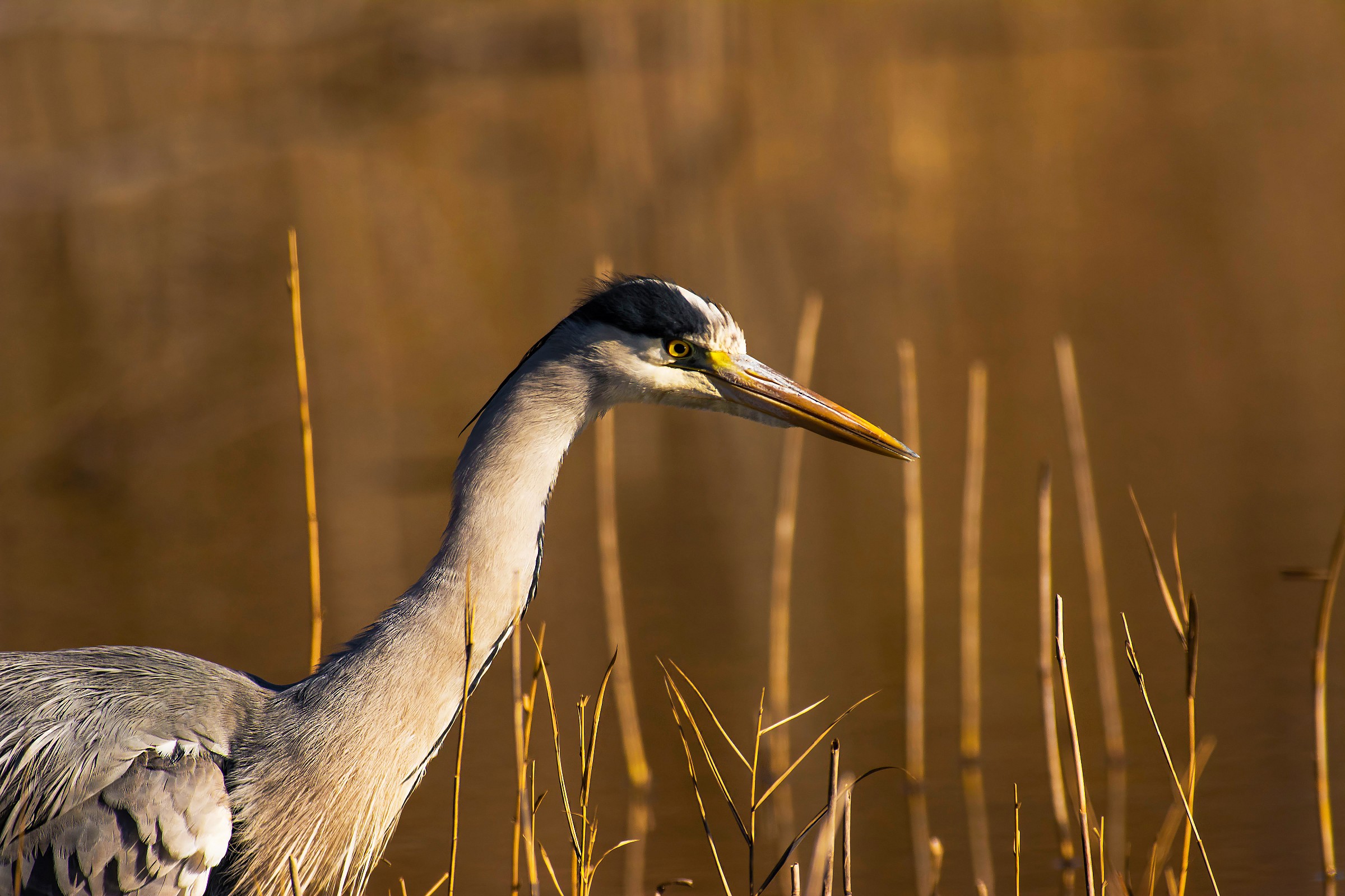 Grey Heron
