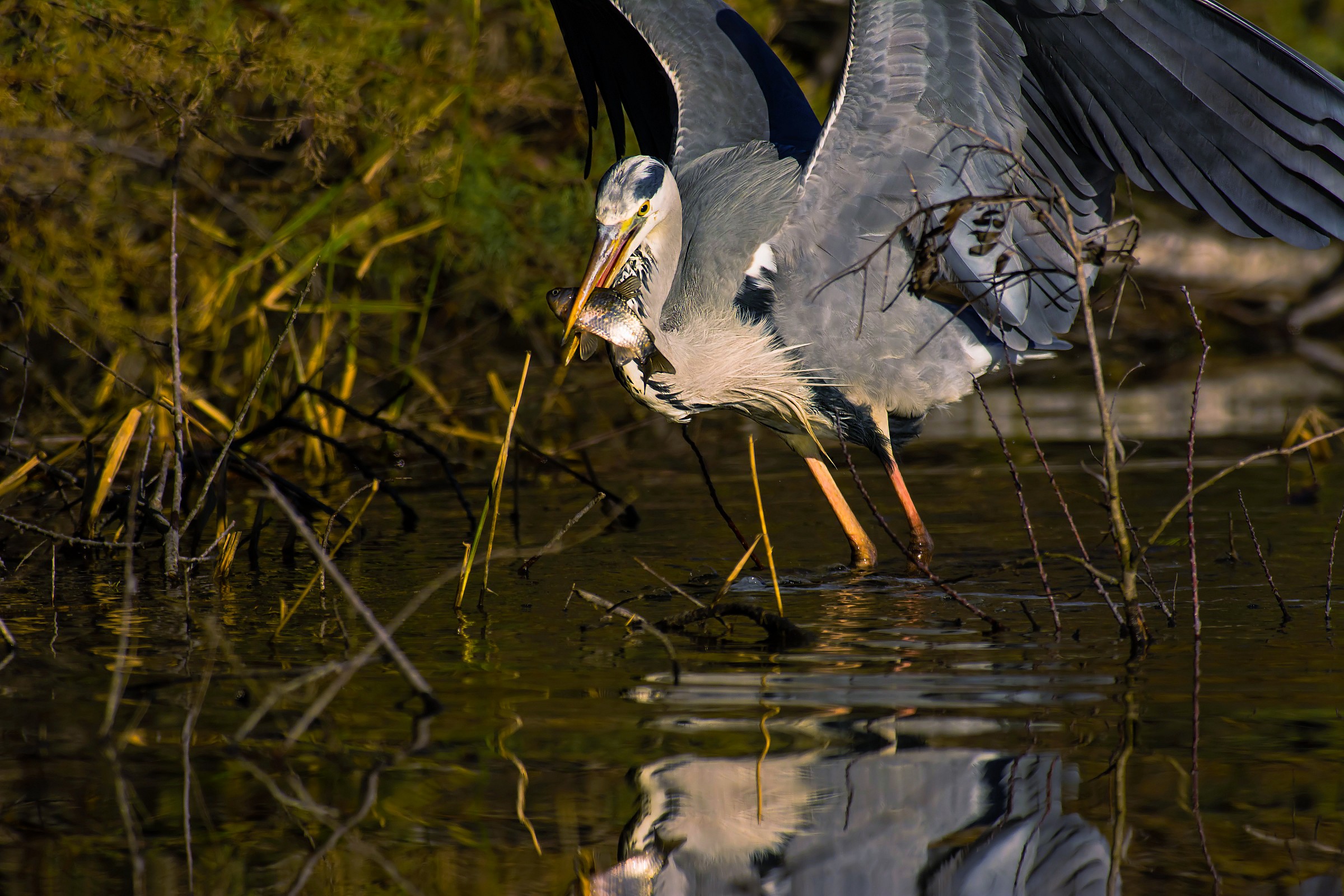 Grey Heron with prey