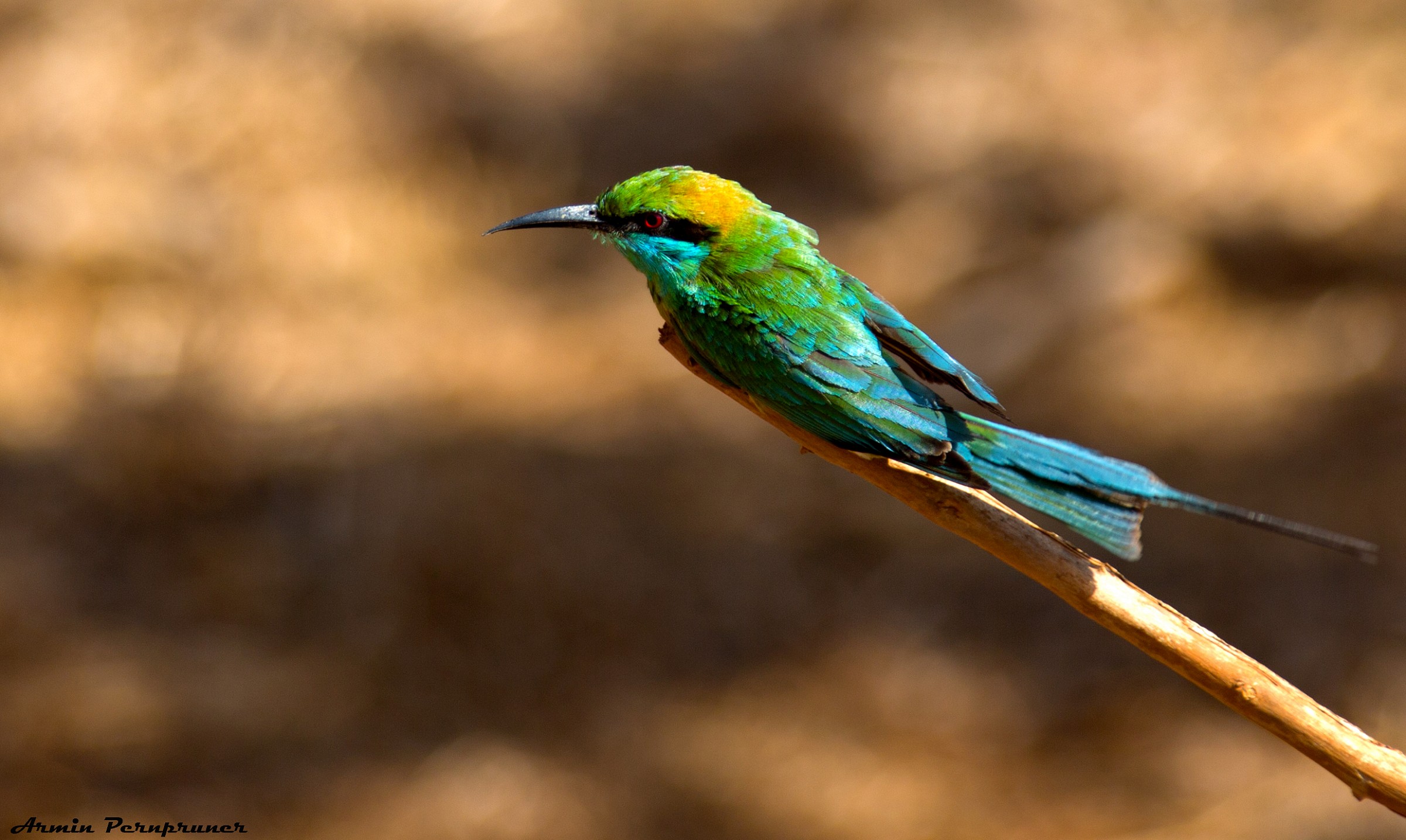 bee-eater