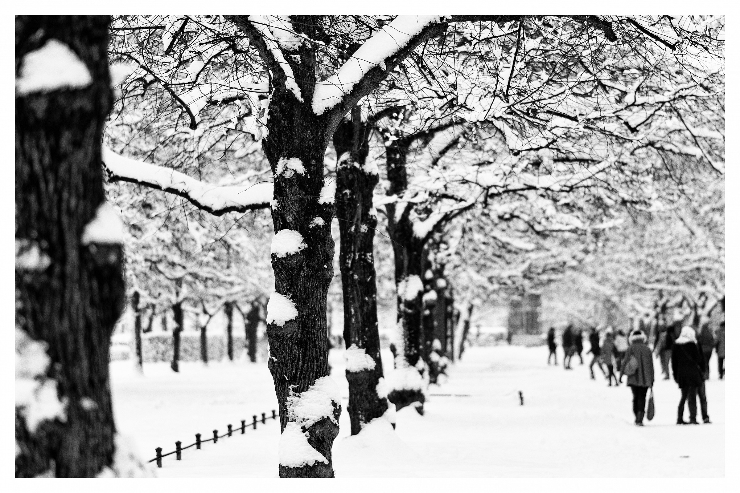 Under the tree walking indifferent.