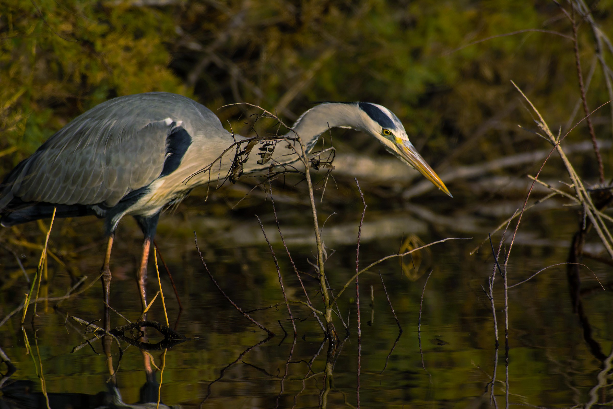 Grey Heron