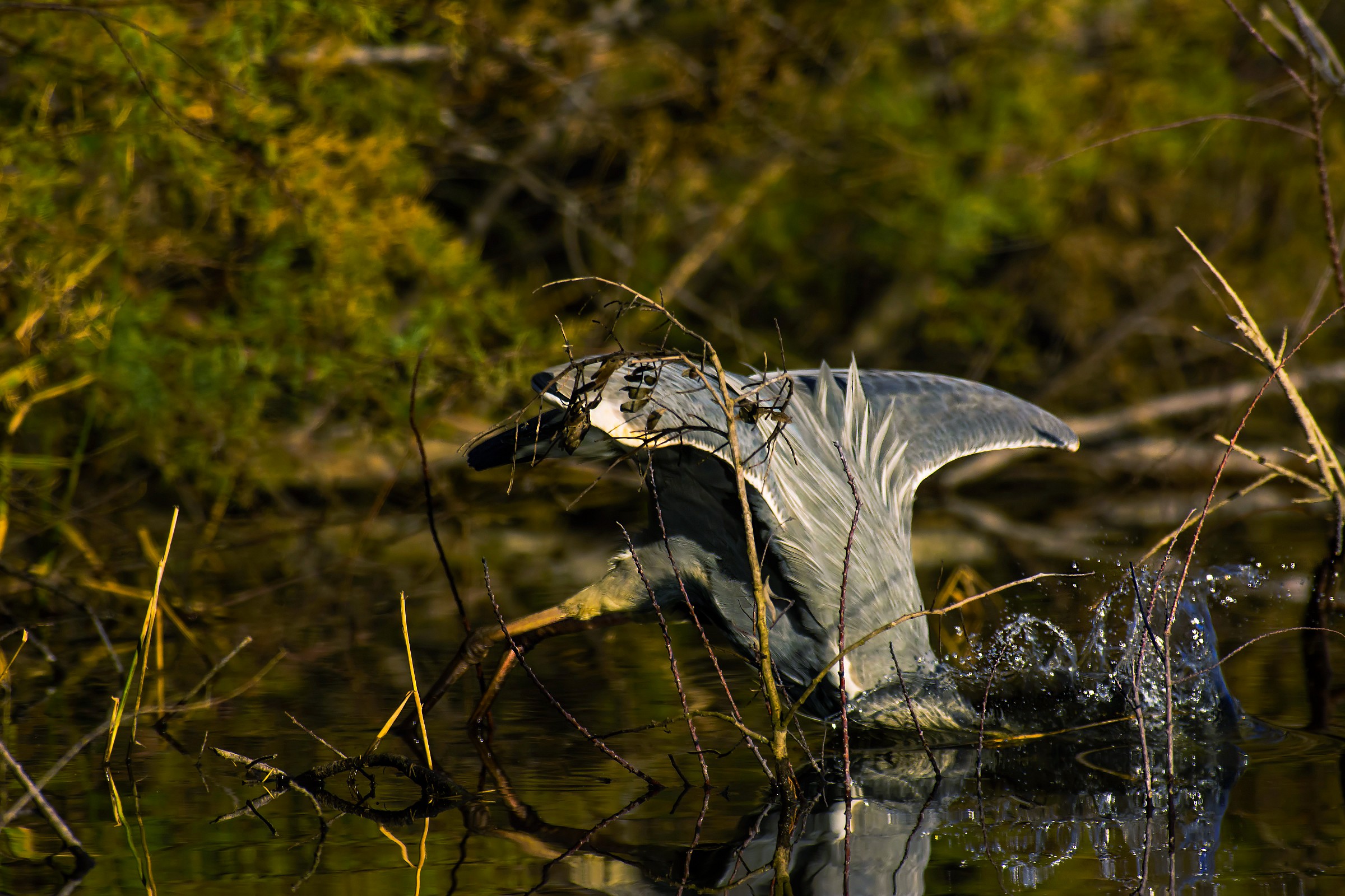 Grey Heron attack