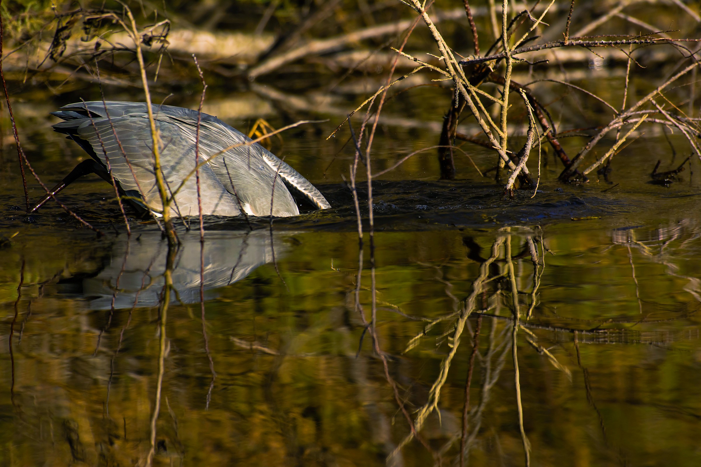 Grey Heron in apnea