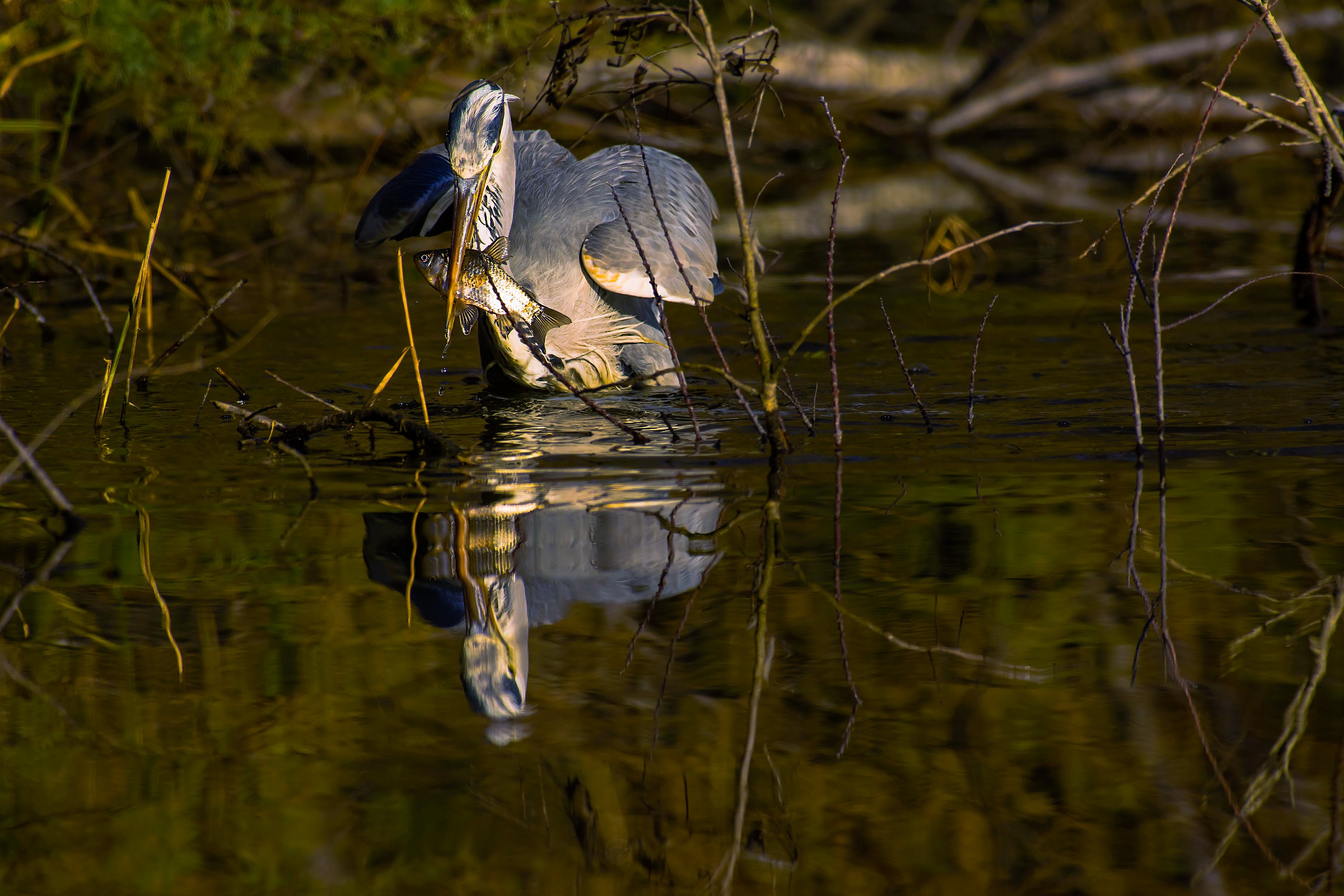 Grey Heron with prey