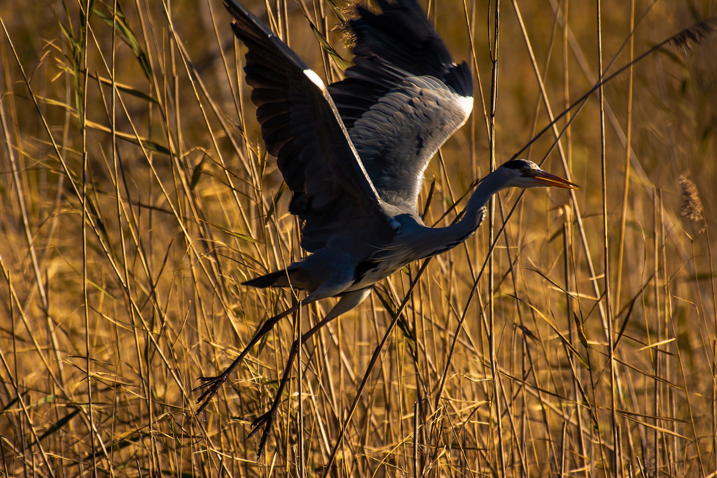 Grey Heron