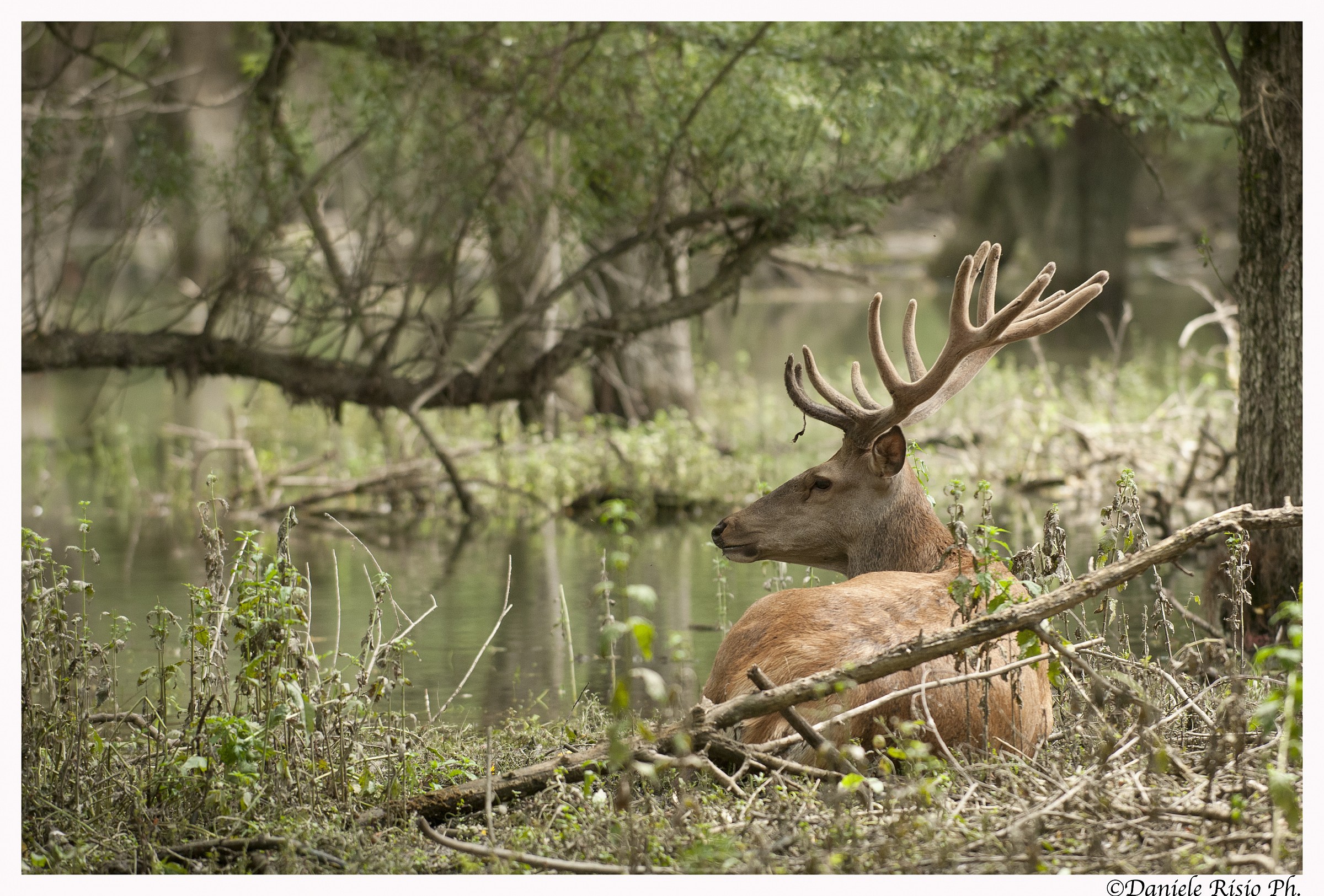 cervo nobile (cervus elaphus)