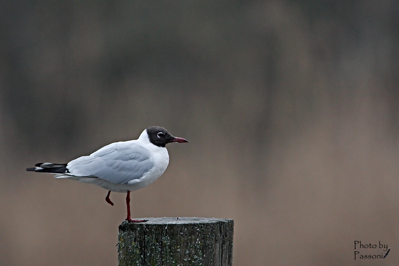 Maledetti fili da pesca!