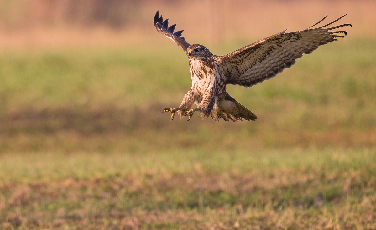 Buzzard landing