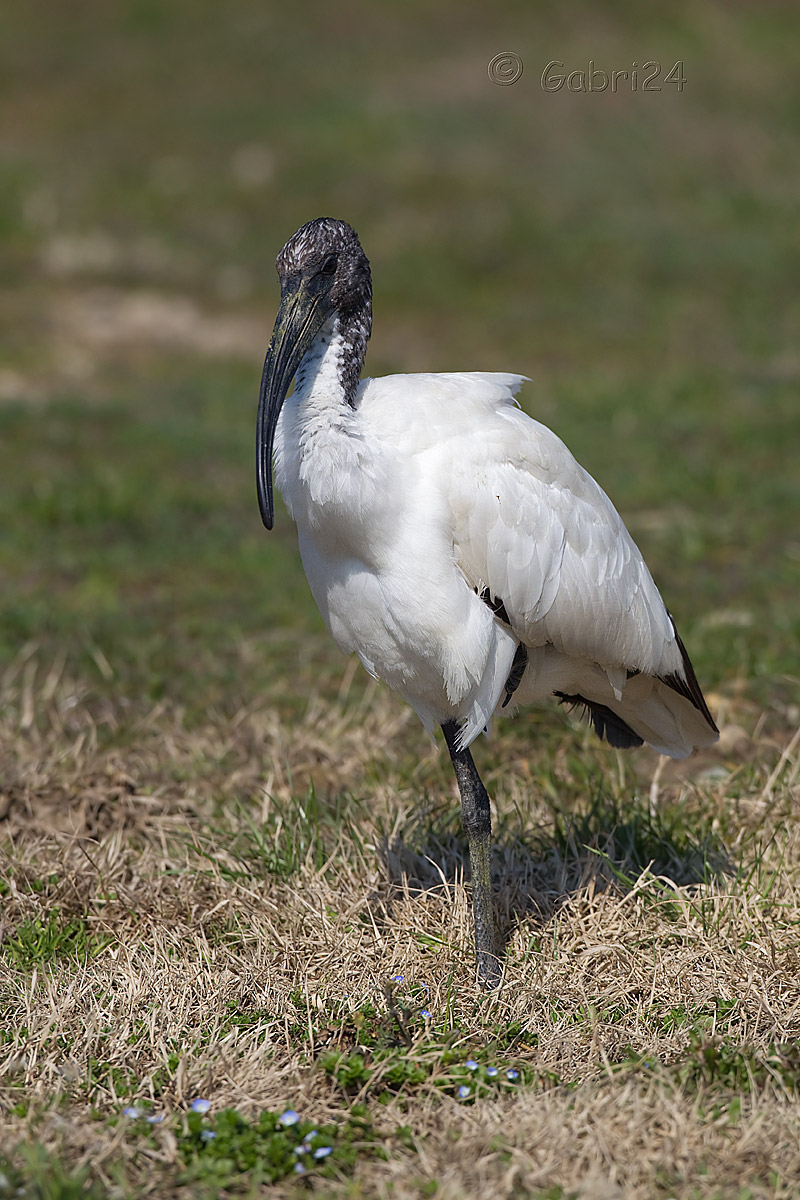 ibis sacro juv
