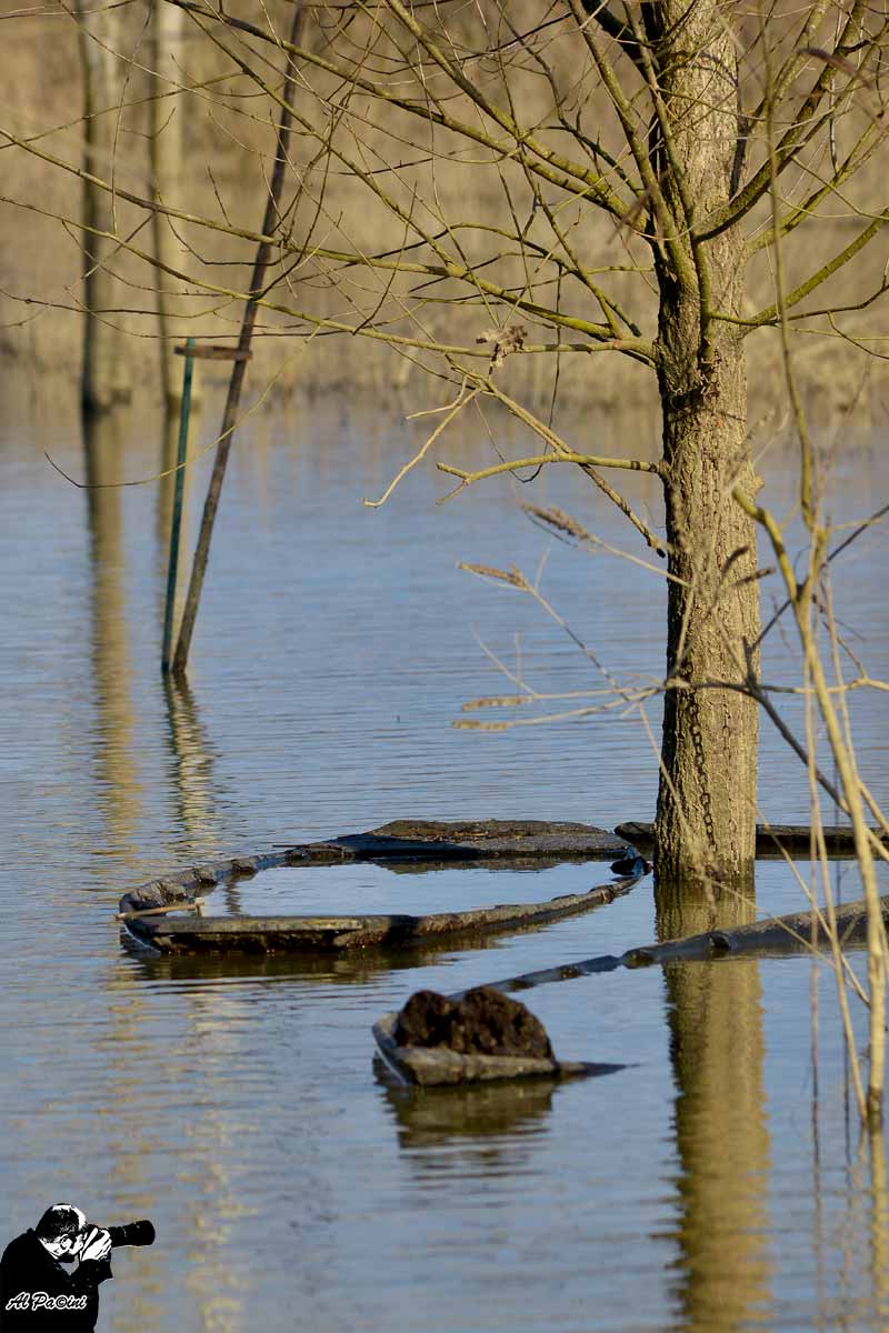 Barchini2 -Massarella-