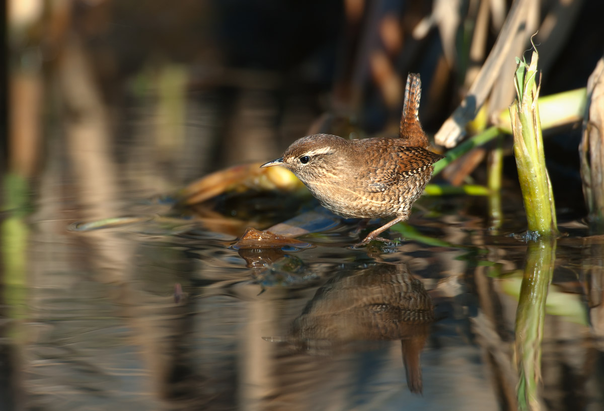 Wren