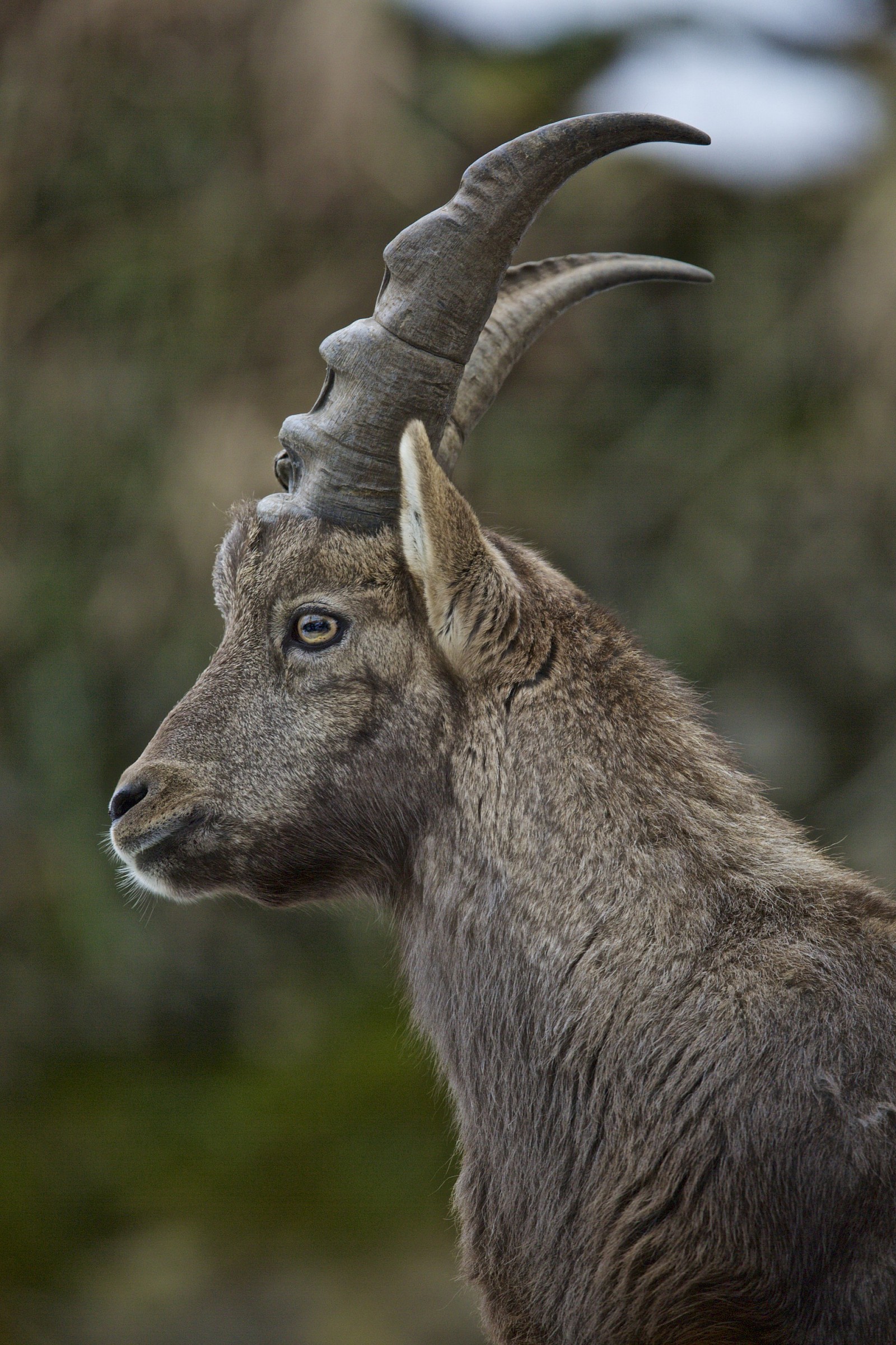 Capra ibex