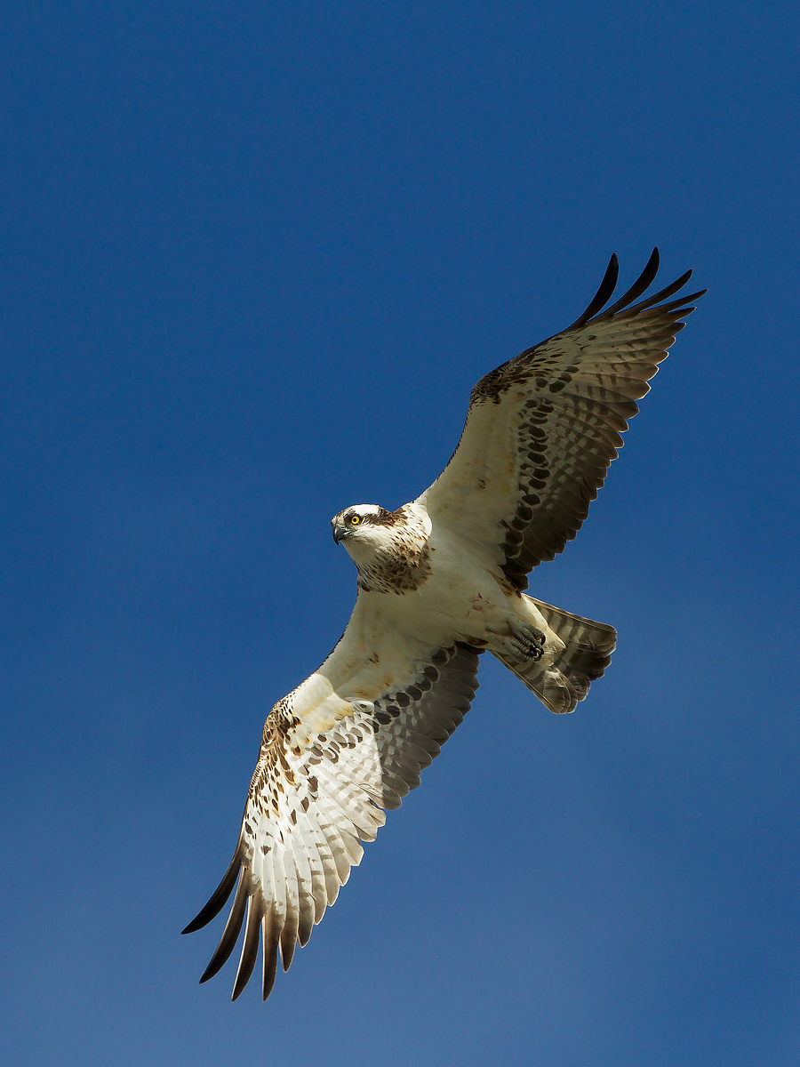 osprey 3