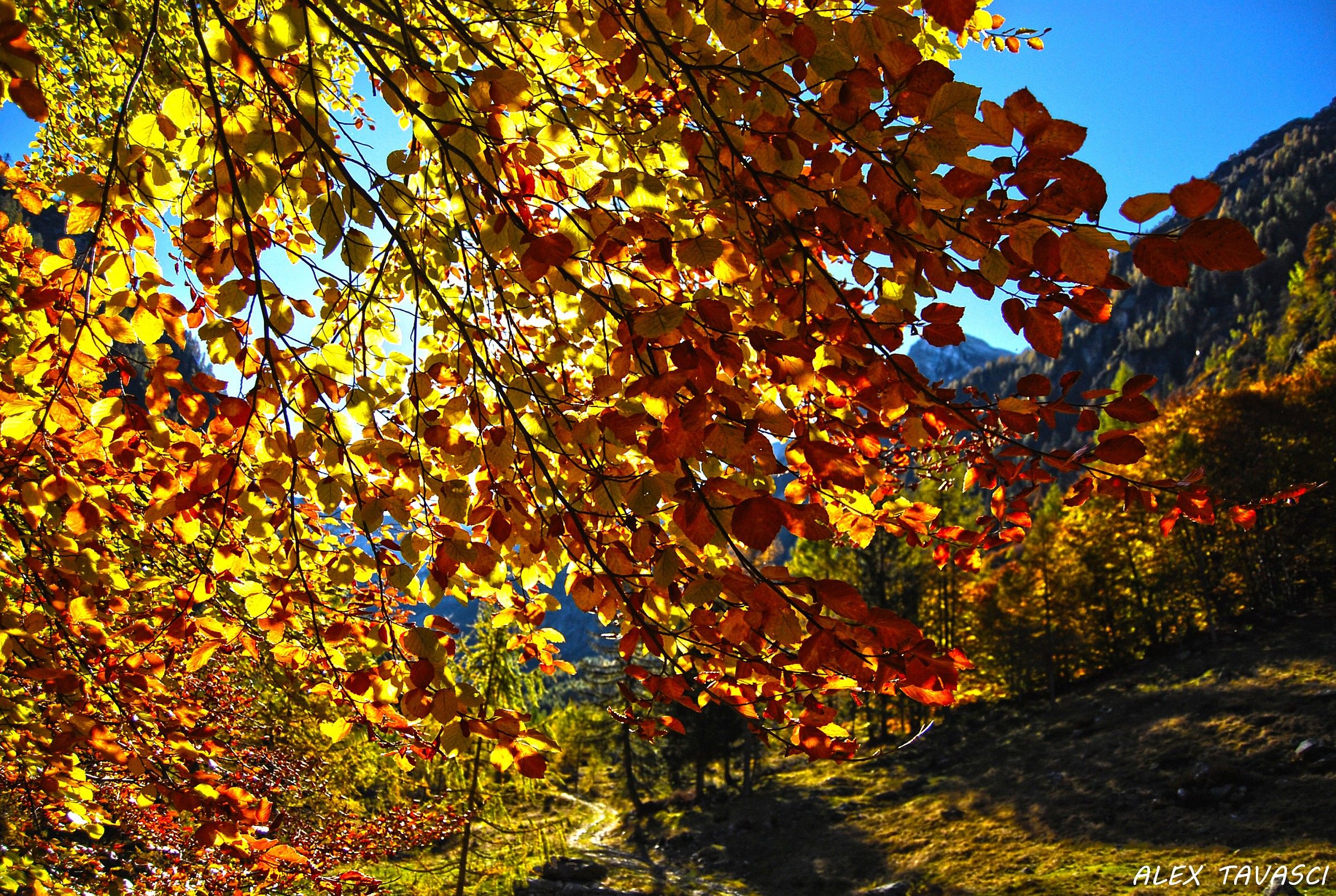 Colori d'Autunno.