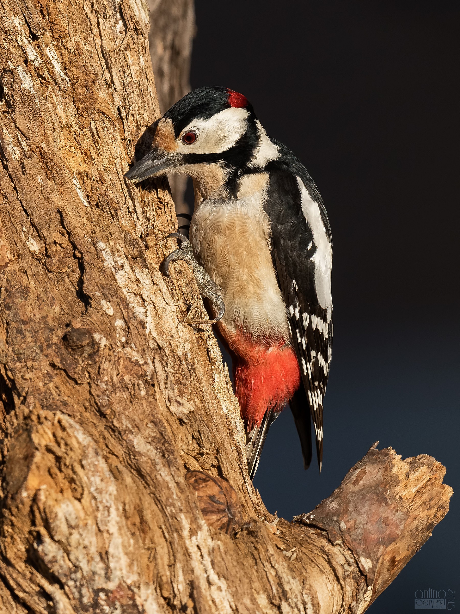 Picchio rosso maggiore