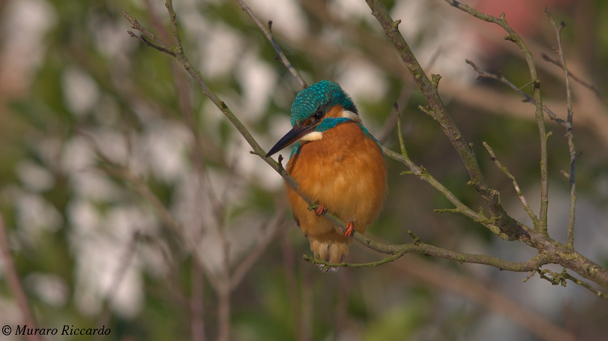 Kingfisher
