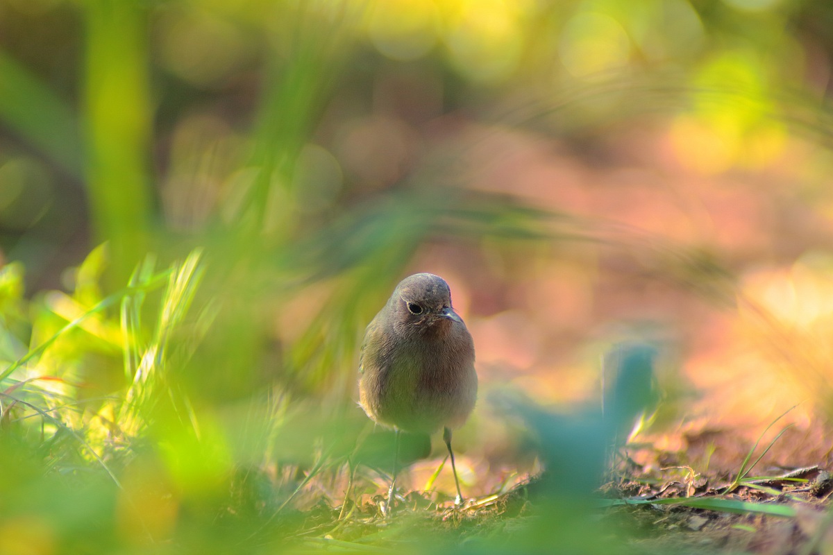 La mia prima di avifauna !