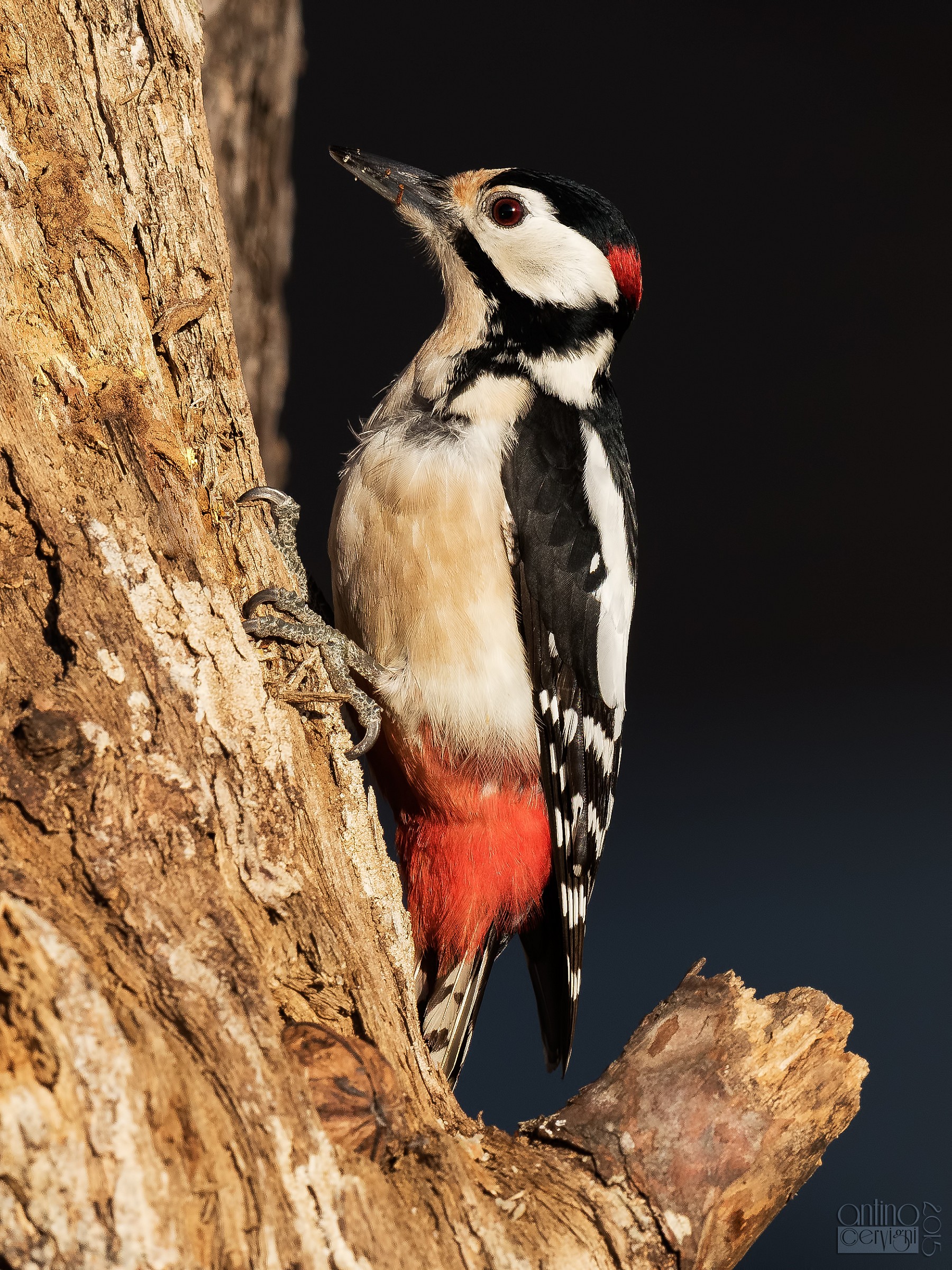 Picchio rosso maggiore