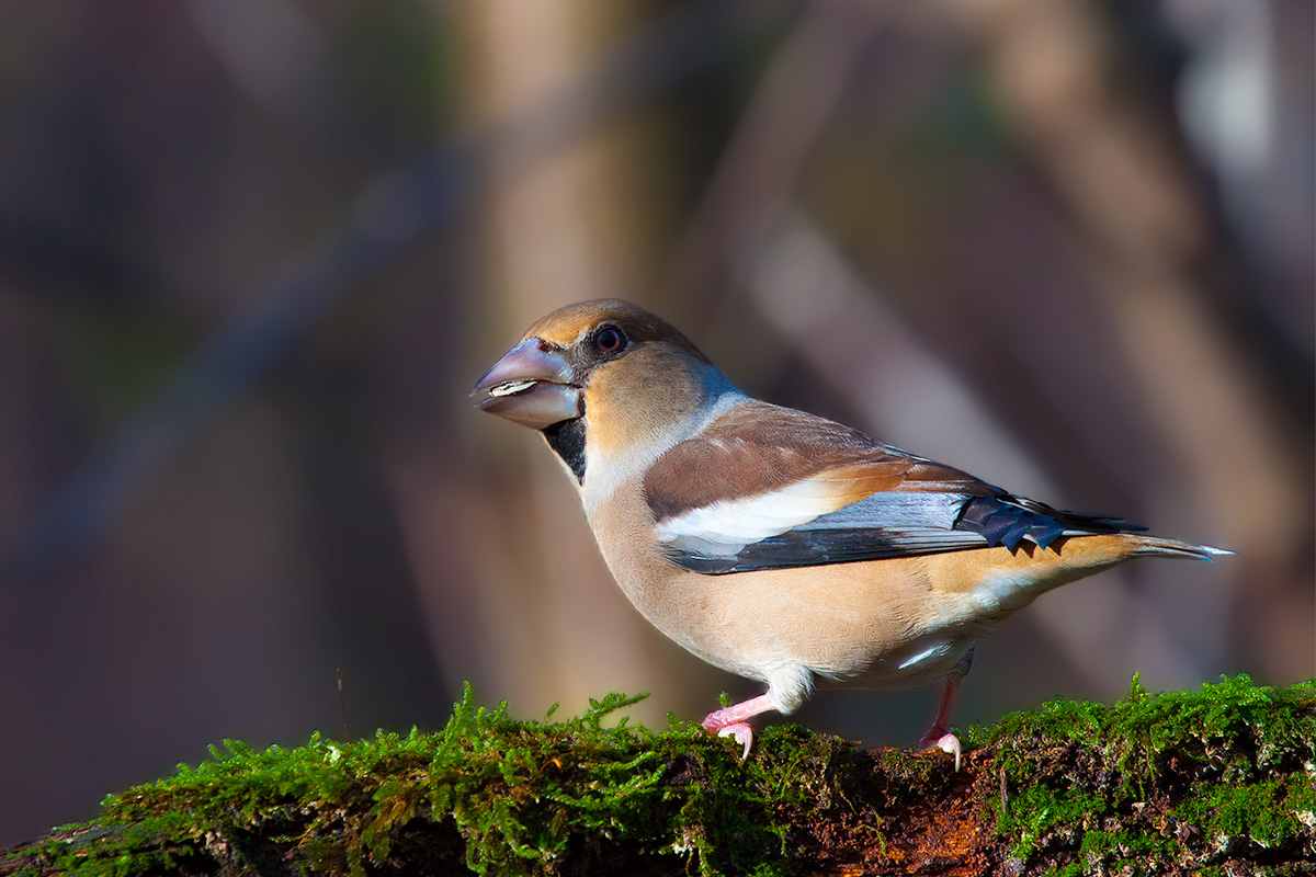 Frosone / Hawfinch (Coccothraustes coccothraustes)