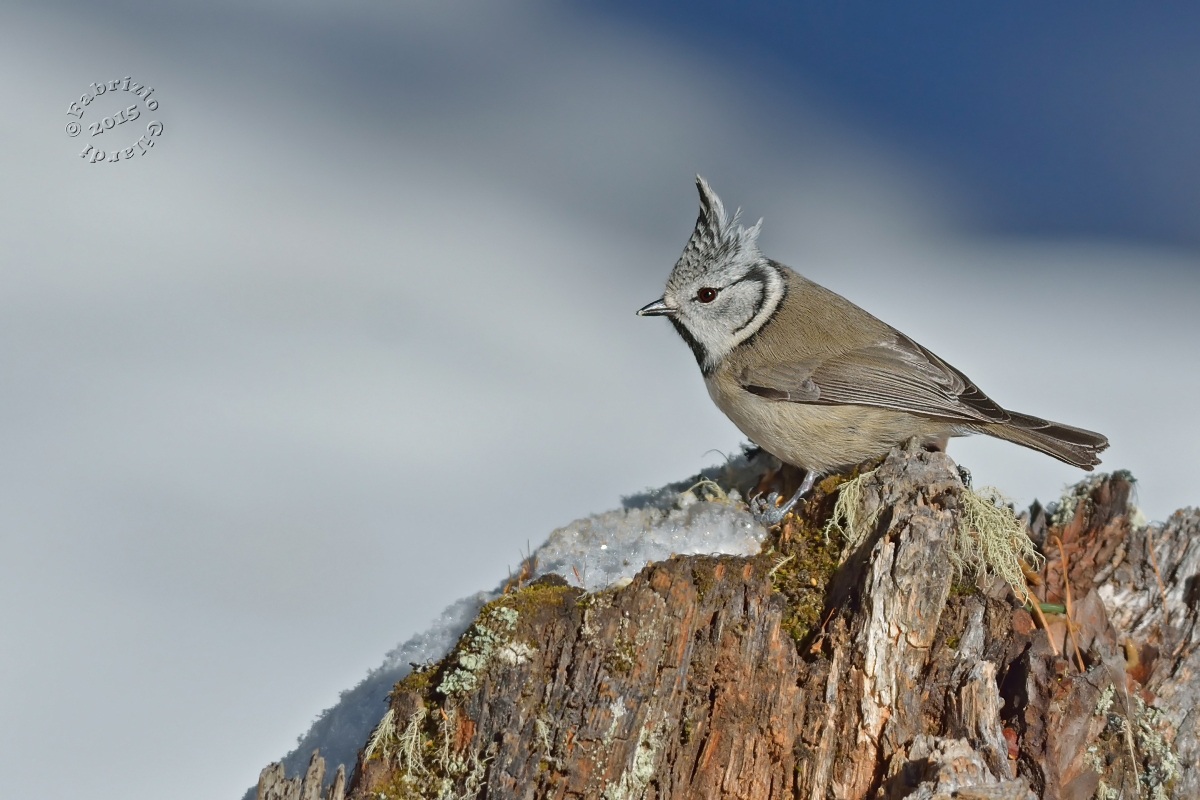 Crested Tit (Parus cristatus)