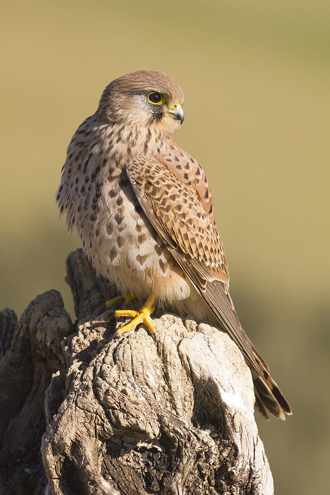 Kestrel