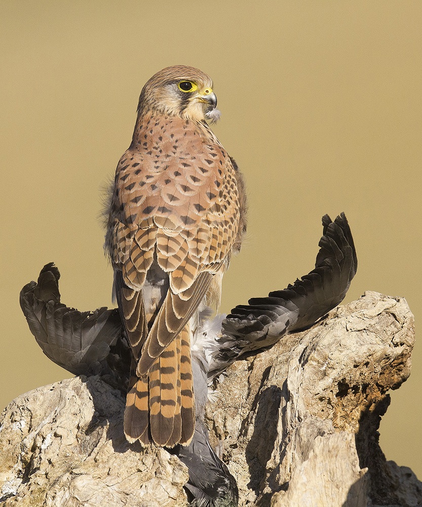 Gheppio. Capanno della Torrecilla