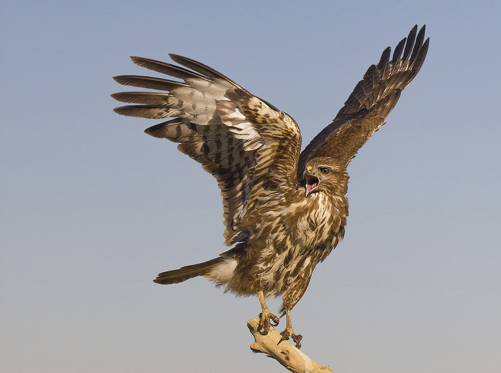 Buzzard