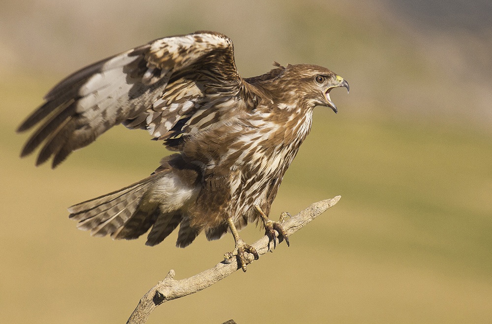 Poiana. Capanno della Torrecilla