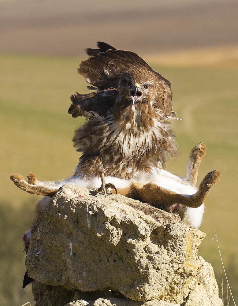 Poiana. Capanno della Torrecilla