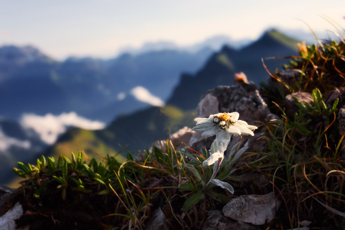 delicatezza in quota