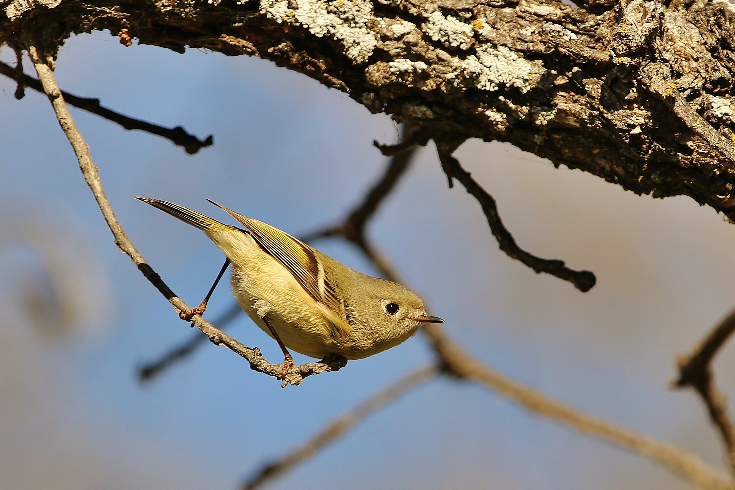 Ruby-crowned Kinglet