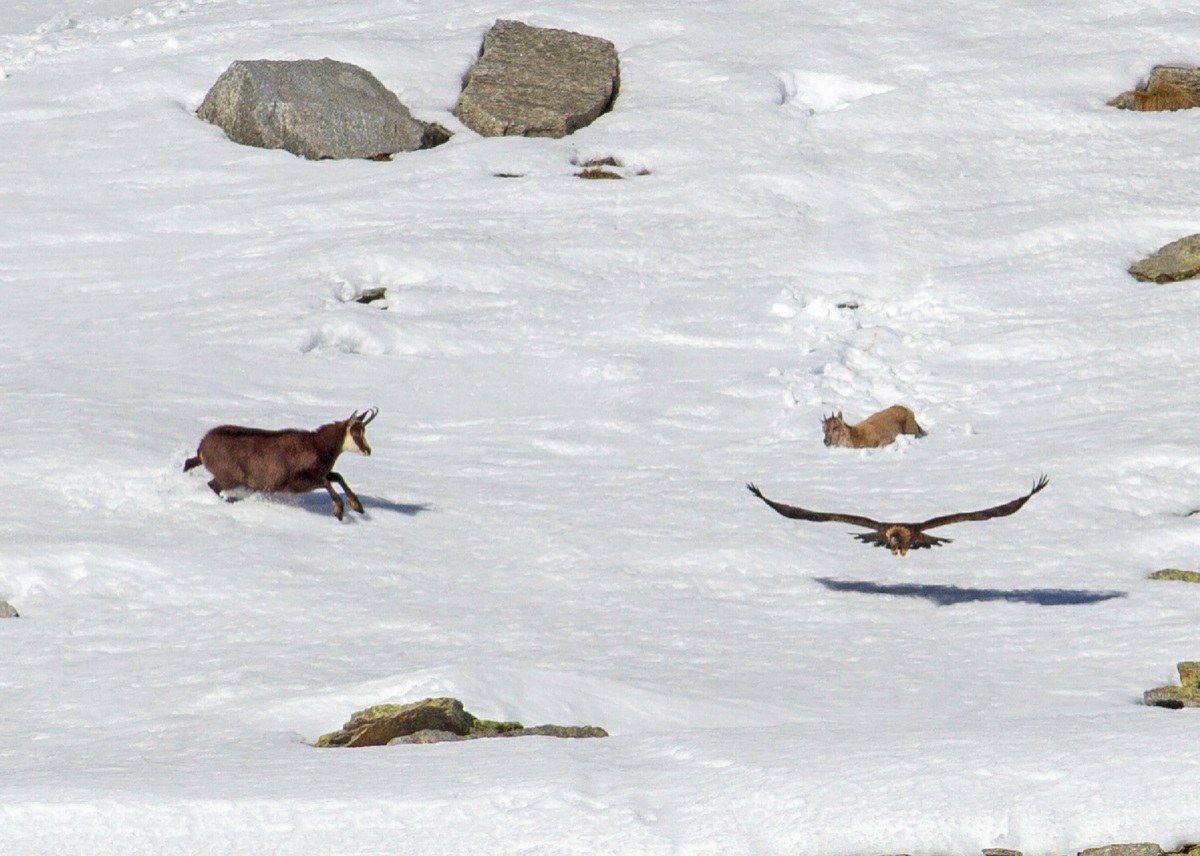 Attack eagle in suede