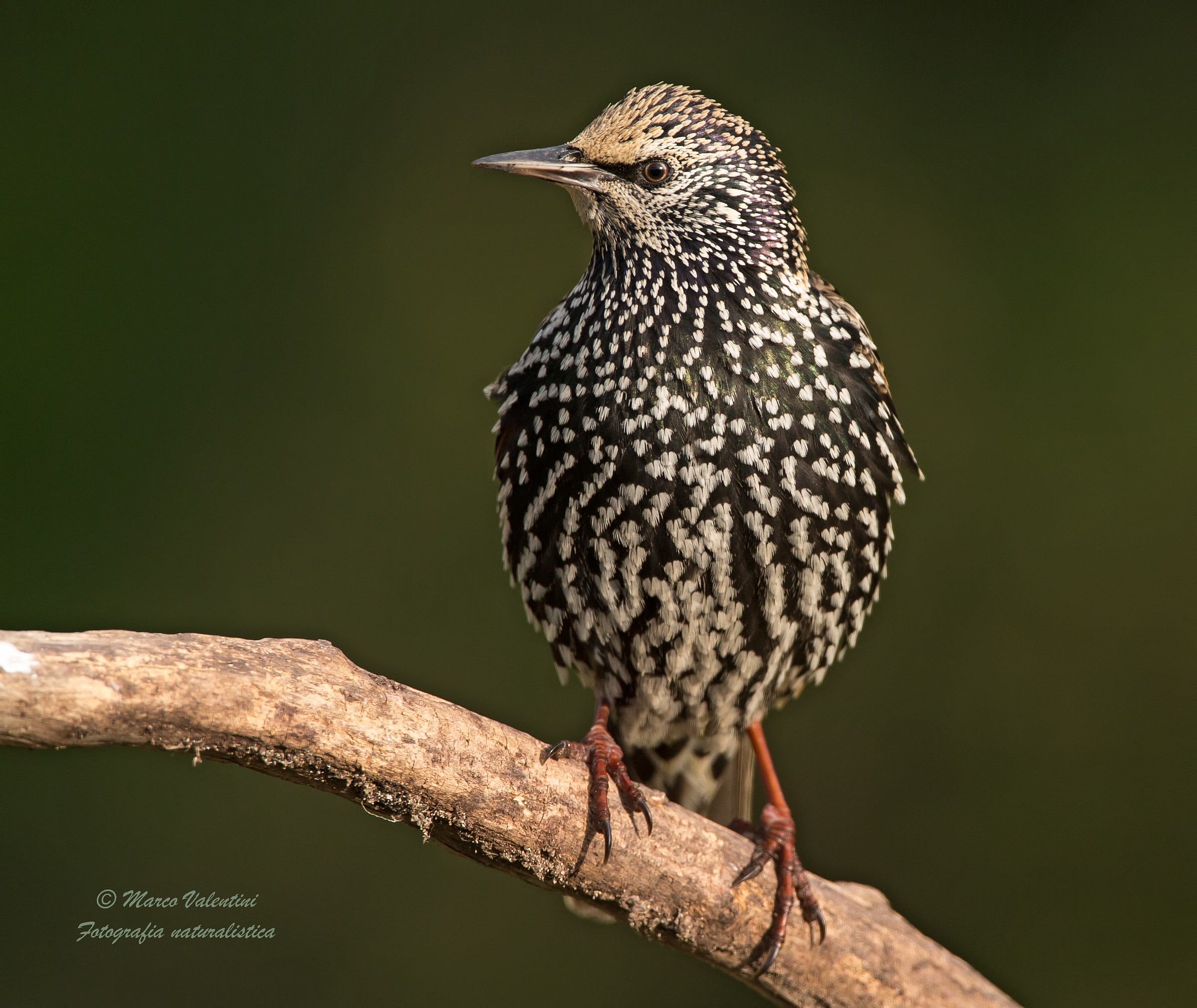 Starling