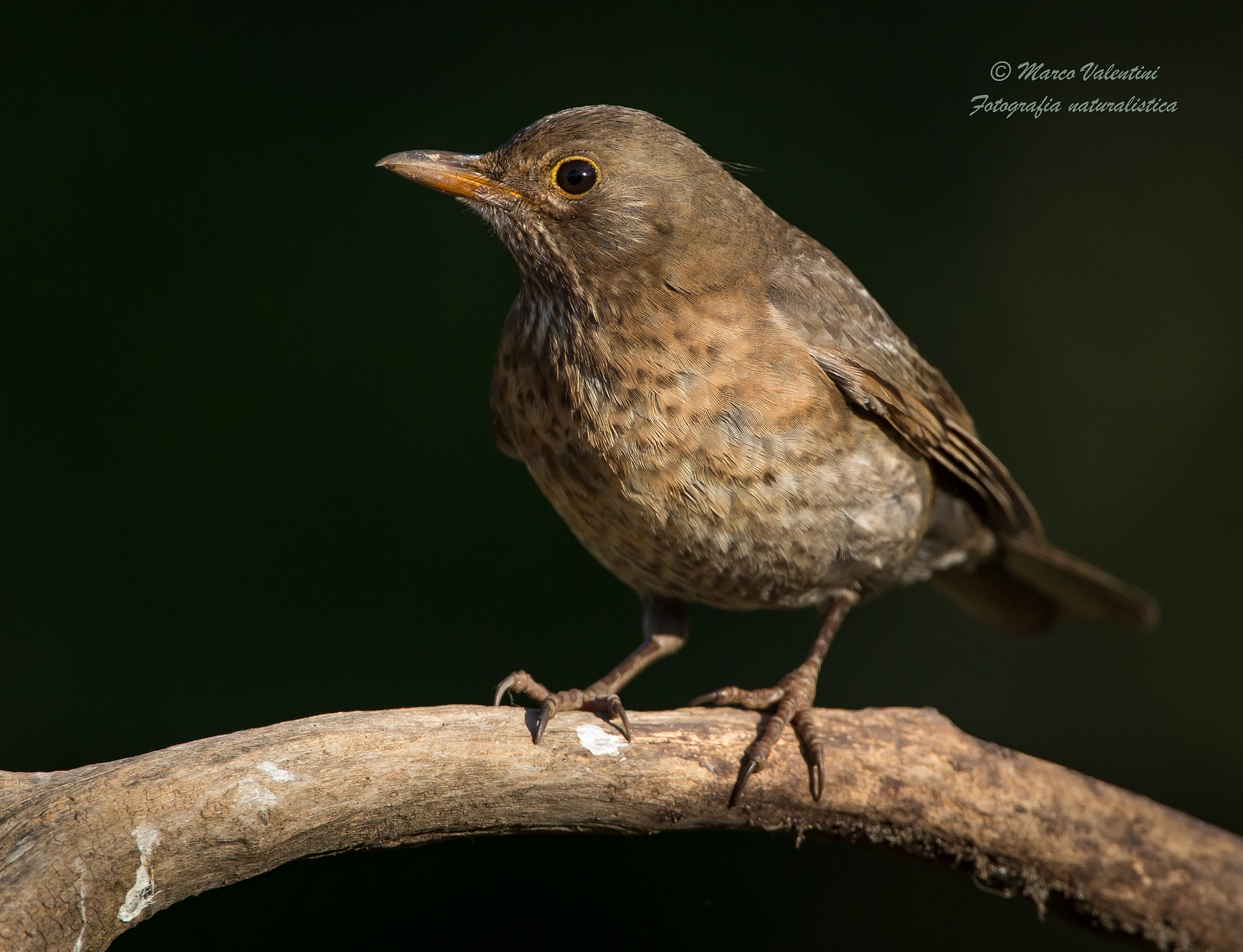 I giorni della merla