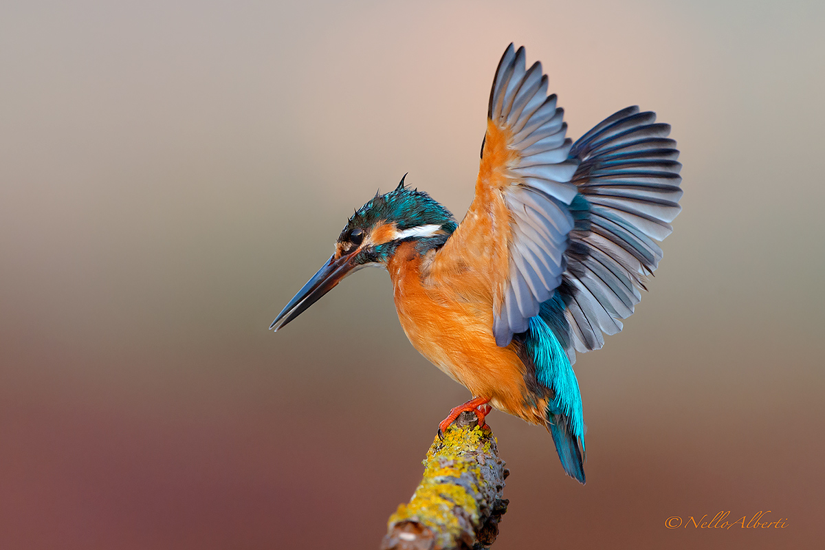 Martino in low light