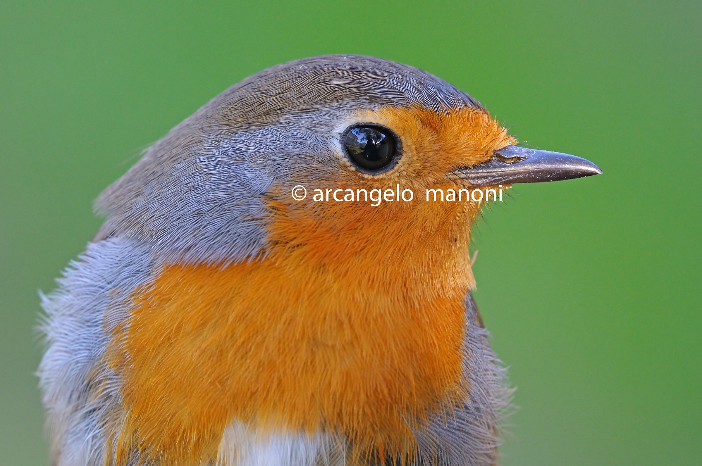 Il profilo del pettirosso