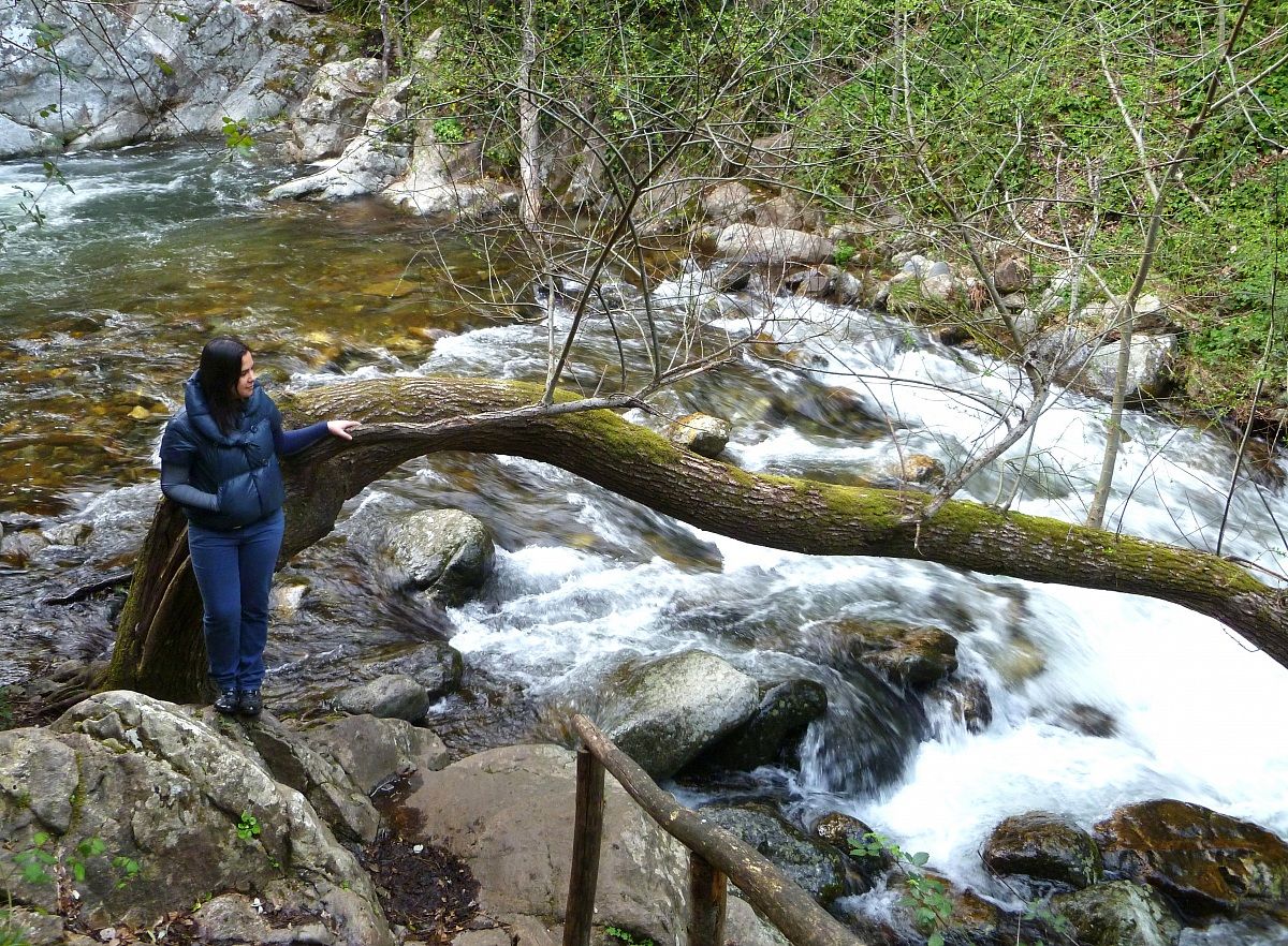 Gli Alberi parte di noi...
