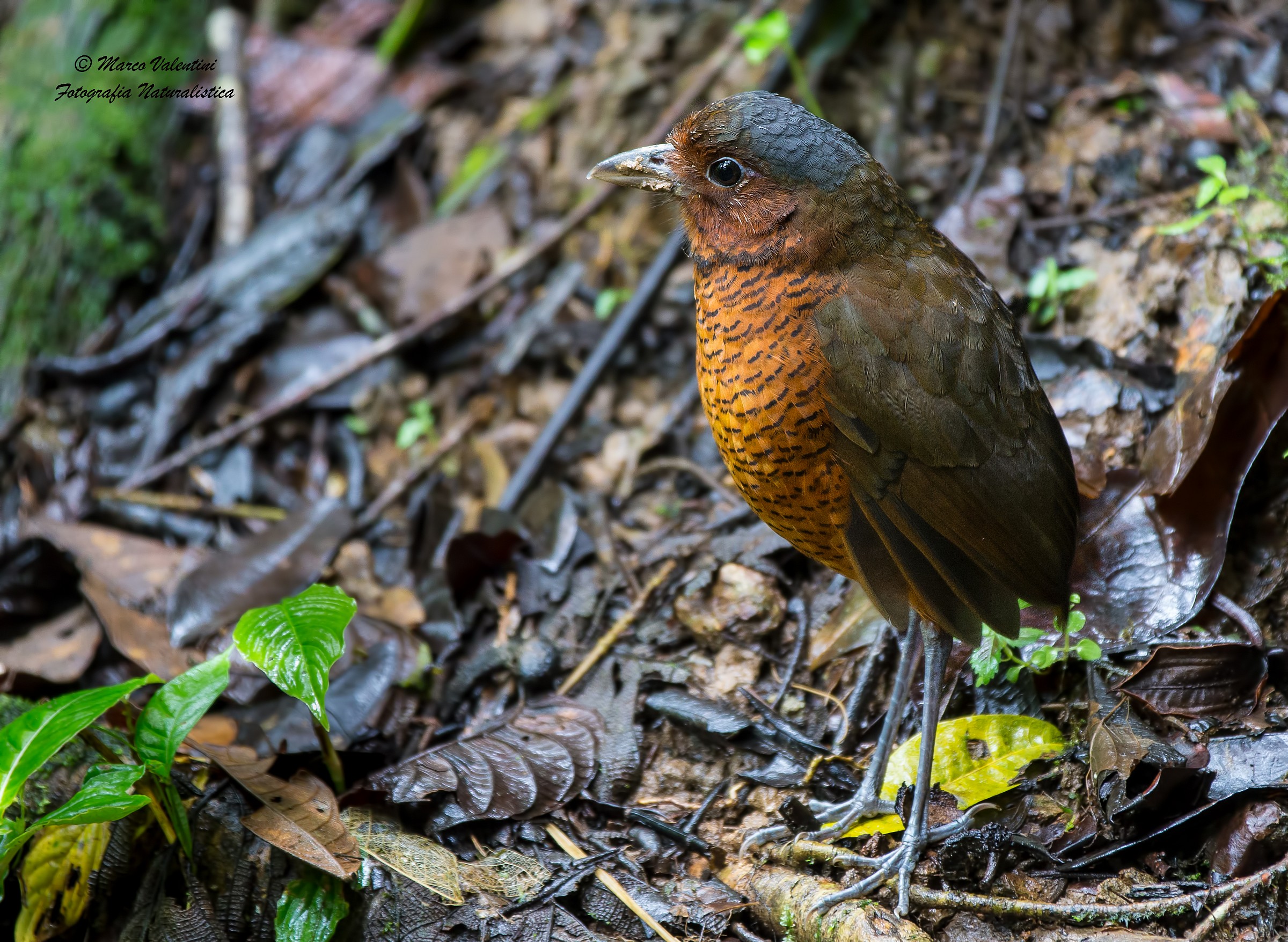 Pitta formicaria gigante