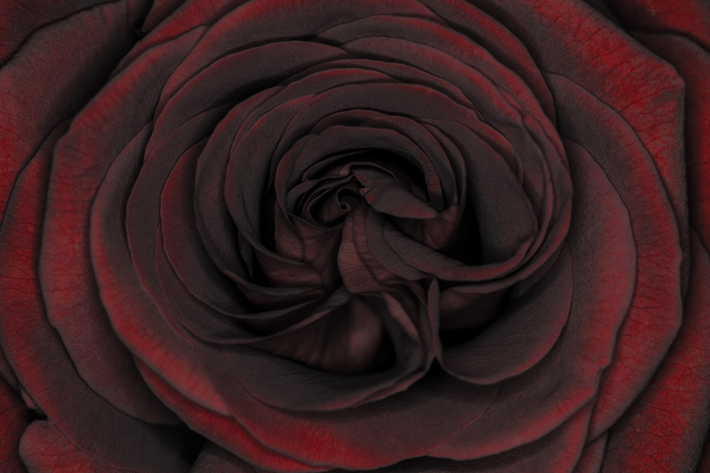 Red Rose