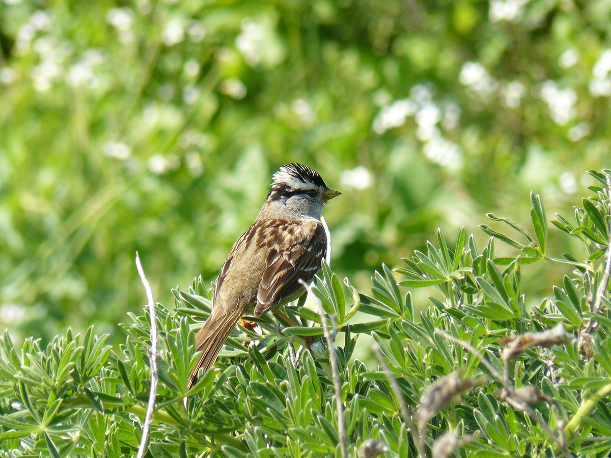 White-crowned Sparrow (Zonotrichia leucophrys)