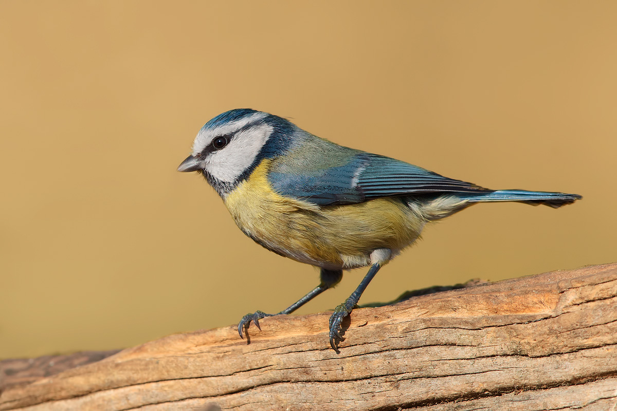Blue Tit