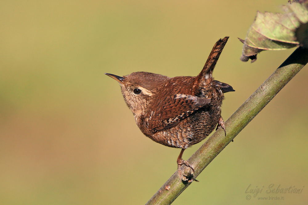 Wren vain