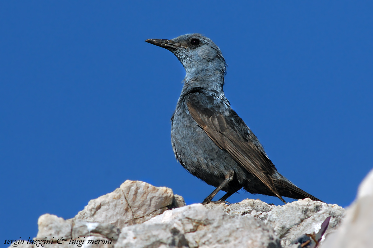 nel blu dipinto di blu