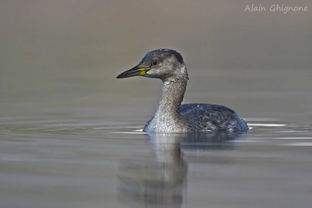 svasso collorosso _ Podiceps grisegena